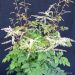 Aruncus 'Misty Lace' (Parzydło leśne)